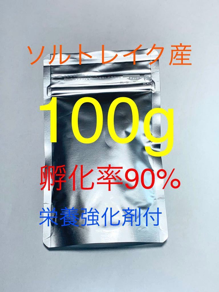 【コスパ抜群】送料無料 ソルトレイク産 高品質ブラインシュリンプ 100g 栄養強化剤サンプル付き の画像1