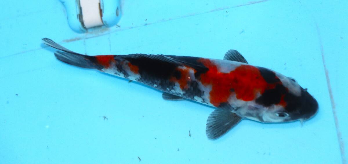 *. height colored carp cheap establish common carp city 22-4 Showa era three color 16 centimeter cheap individual *