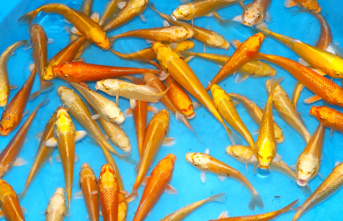 *. height colored carp cheap establish common carp city mountain blow yellow gold 15~20 centimeter leaving a decision to someone else 5 pcs set cheap individual *