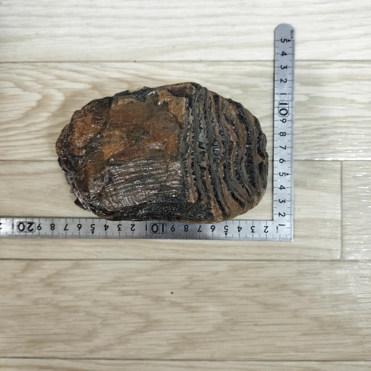  mammoth tooth fossil inspection dinosaur 