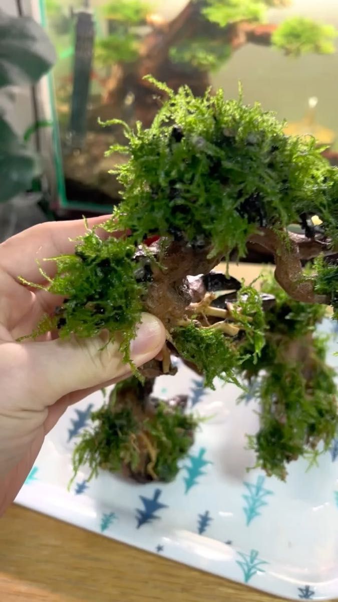 ミニ盆栽流木　アクアリウム　南米ウィローモス　メダカ　ビオトップ 盆栽　サイズ幅15cm高10cm広8cm