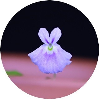 珍しい 兎苔（ウサギゴケ）【大花・紫色系統】◆テラリウムにも最適 ／「栽培説明書」付／痛まないようプラケース入で発送 【食虫植物】_紫色の大きなウサギ花が咲く系統です。