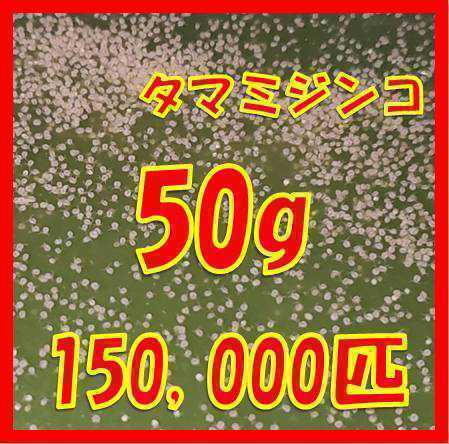 タマミジンコ50g+α150,000匹「めだか金魚熱帯魚の生き餌に！」_画像1