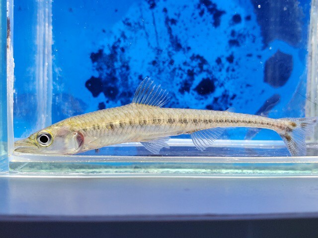 ファーゴ ボウレンゲリィ 体長9センチほど カラシン 熱帯魚の画像1