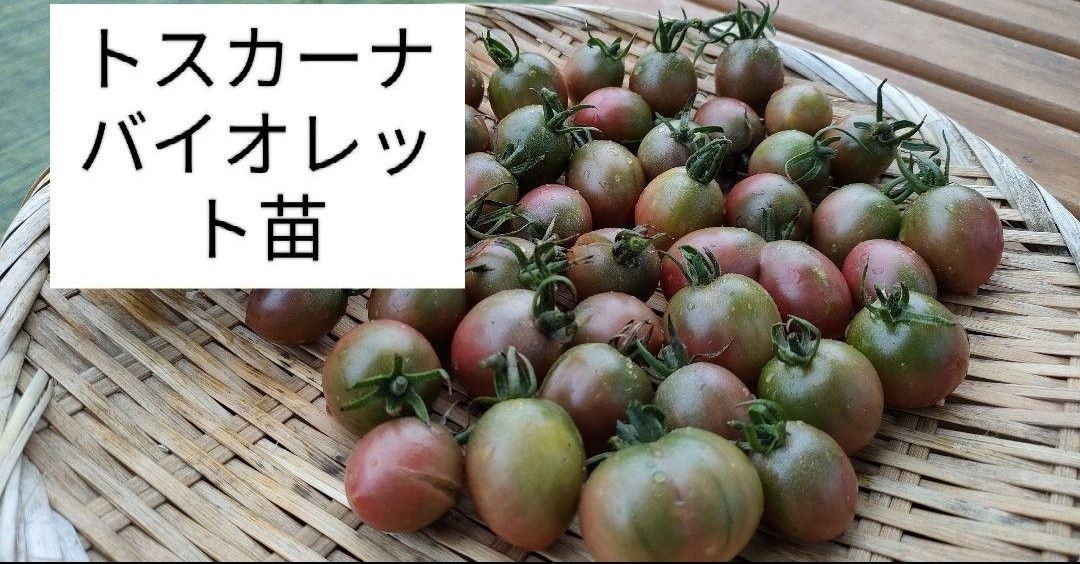 激レア!トスカーナバイオレットミニトマト種 15 粒トマト種  野菜の種