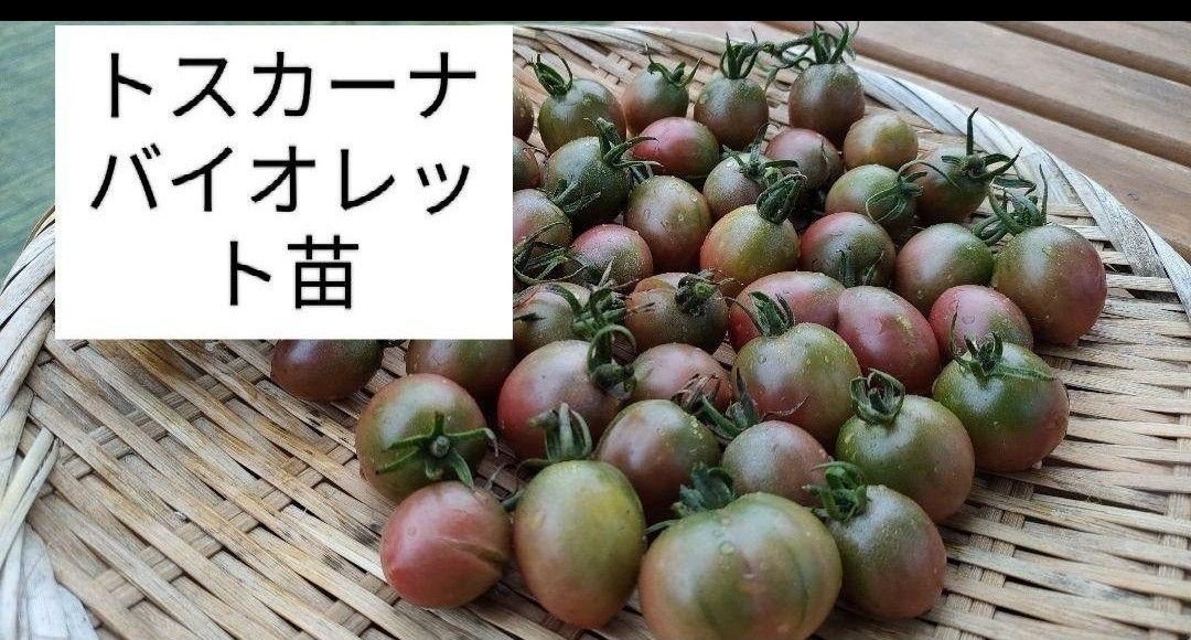 激レア!トスカーナバイオレットミニトマト種 20 粒トマト種  野菜の種 発芽済