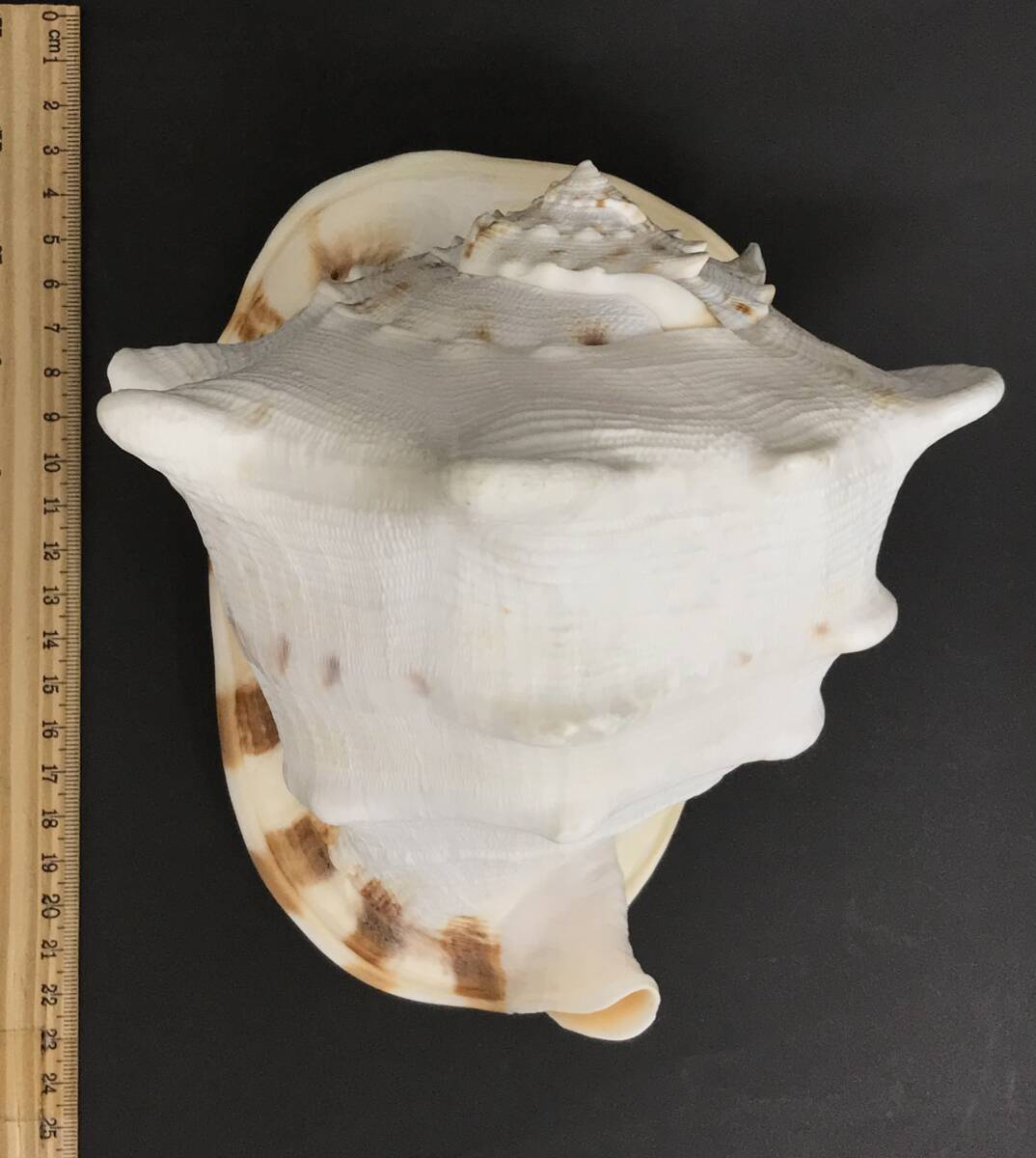 N295 貝殻 標本 トウカムリガイ 貝 約188㎜_画像1