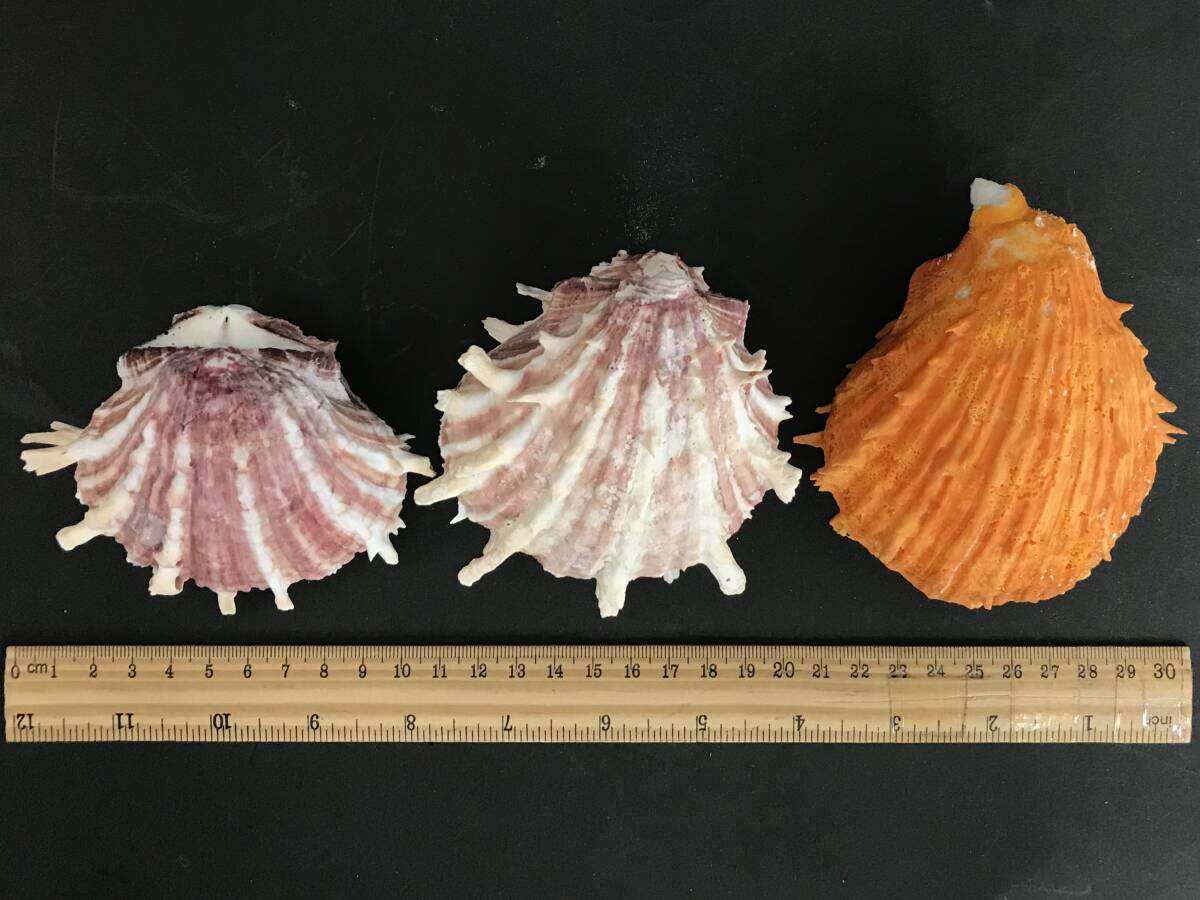 M312 貝殻 標本 貝 メンガイ ウニメンガイ ヤブスマウミギク＋クロシュミセン ウミギク＋クロシュミセン 4種類5個セットの画像3