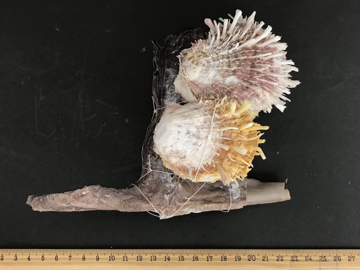 M312 貝殻 標本 貝 メンガイ ウニメンガイ ヤブスマウミギク＋クロシュミセン ウミギク＋クロシュミセン 4種類5個セットの画像5
