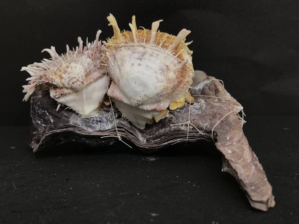 M312 貝殻 標本 貝 メンガイ ウニメンガイ ヤブスマウミギク＋クロシュミセン ウミギク＋クロシュミセン 4種類5個セットの画像6