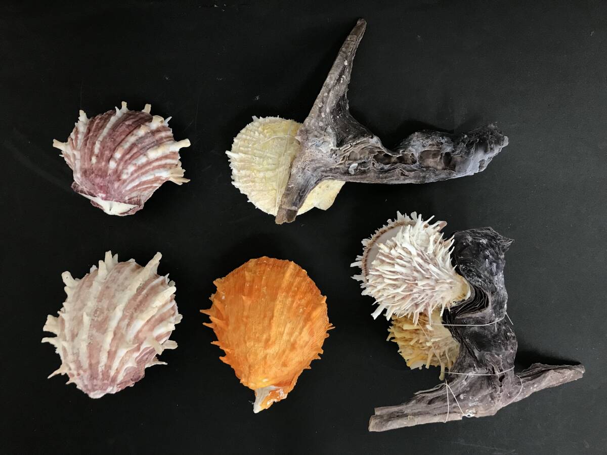M312 貝殻 標本 貝 メンガイ ウニメンガイ ヤブスマウミギク＋クロシュミセン ウミギク＋クロシュミセン 4種類5個セットの画像2