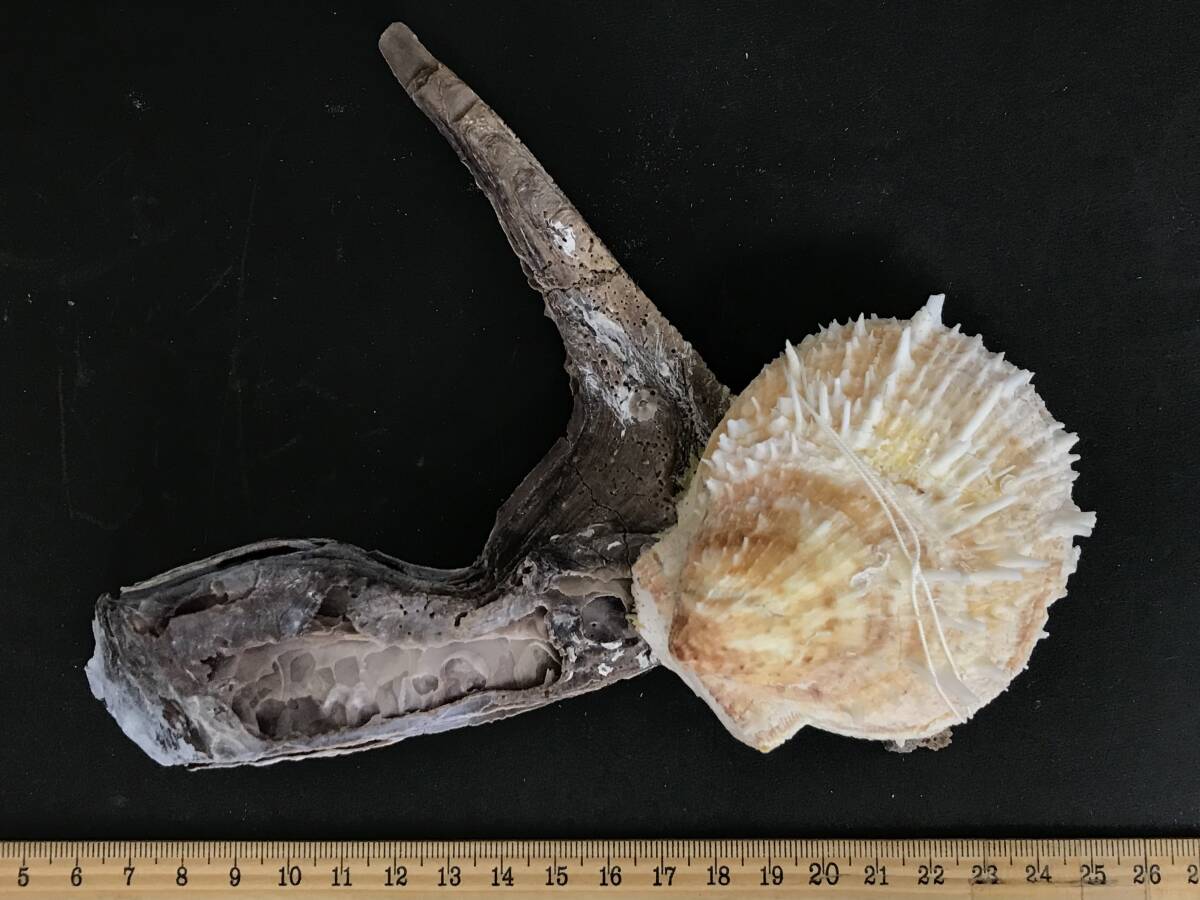 M312 貝殻 標本 貝 メンガイ ウニメンガイ ヤブスマウミギク＋クロシュミセン ウミギク＋クロシュミセン 4種類5個セットの画像7