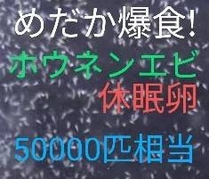 送料無料! 稚魚爆食！高栄養価 ホウネンエビ休眠卵 約50000匹相当 クロレラパウダー付 取説付 めだか鯉グッピー熱帯魚金魚 乾燥卵餌の画像2