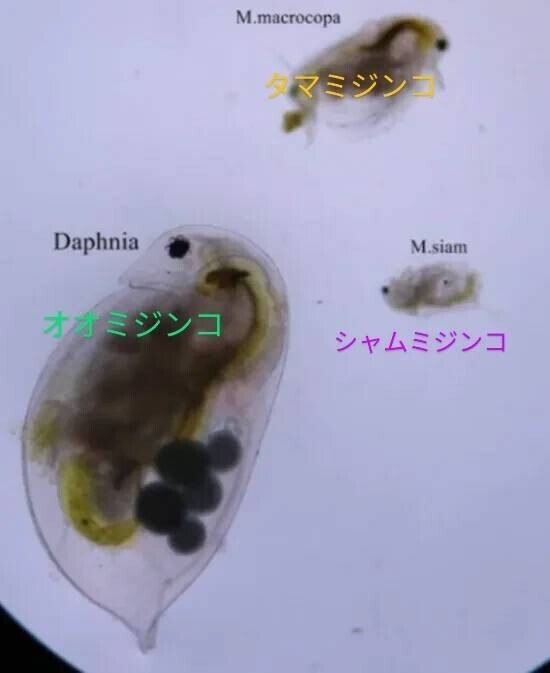 送料無料！オオミジンコ 休暇乾燥卵 めだか グッピー 金魚 鯉稚魚 自由研究 飼育しやすく初心者にもおすすめ の画像3