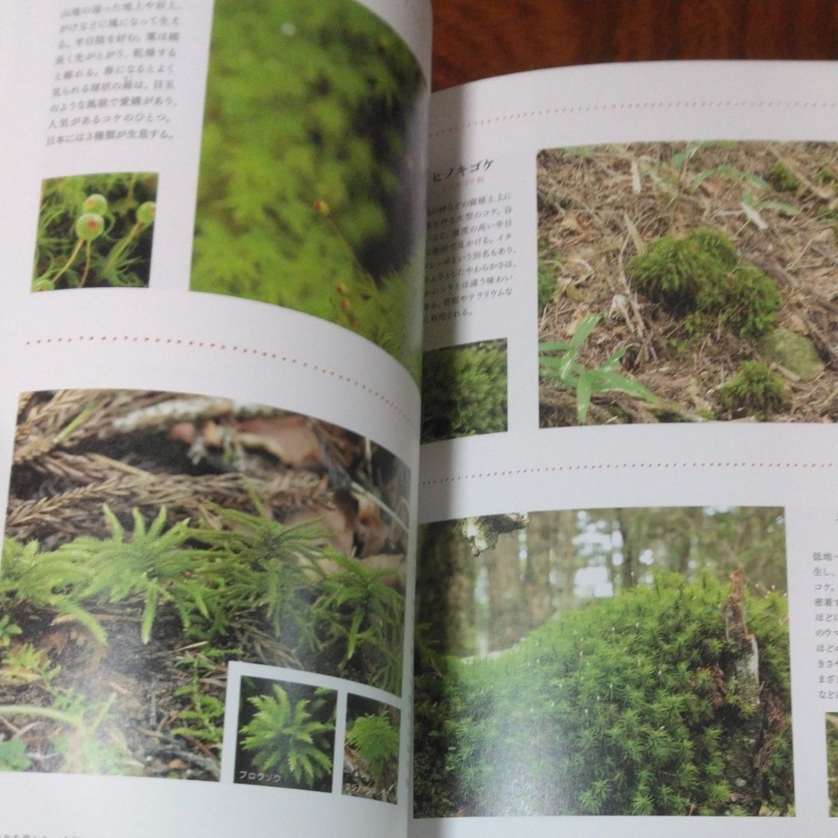 苔玉と苔育て方ノート　小さな自然を暮らしの中に 砂森聡／著