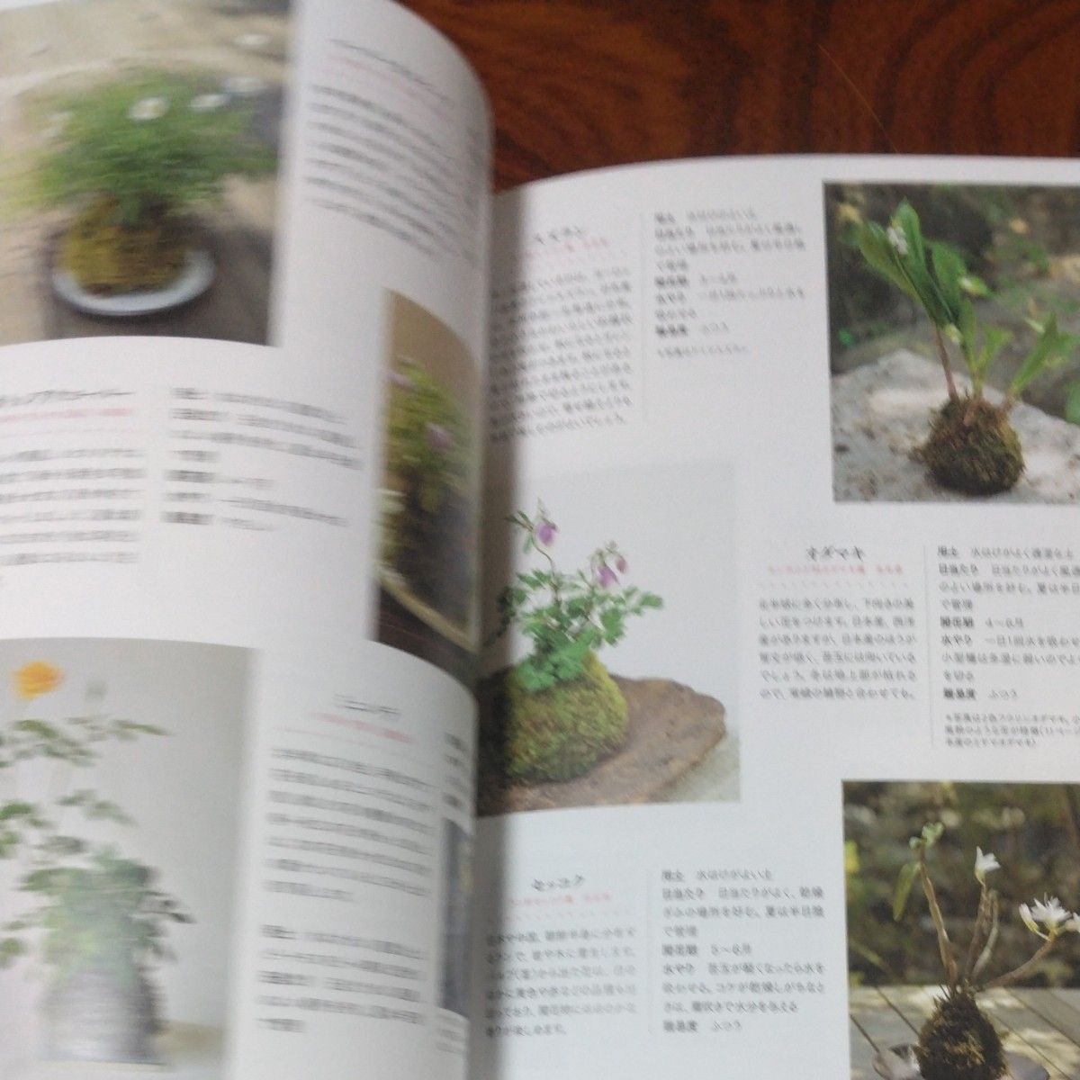 苔玉と苔育て方ノート　小さな自然を暮らしの中に 砂森聡／著