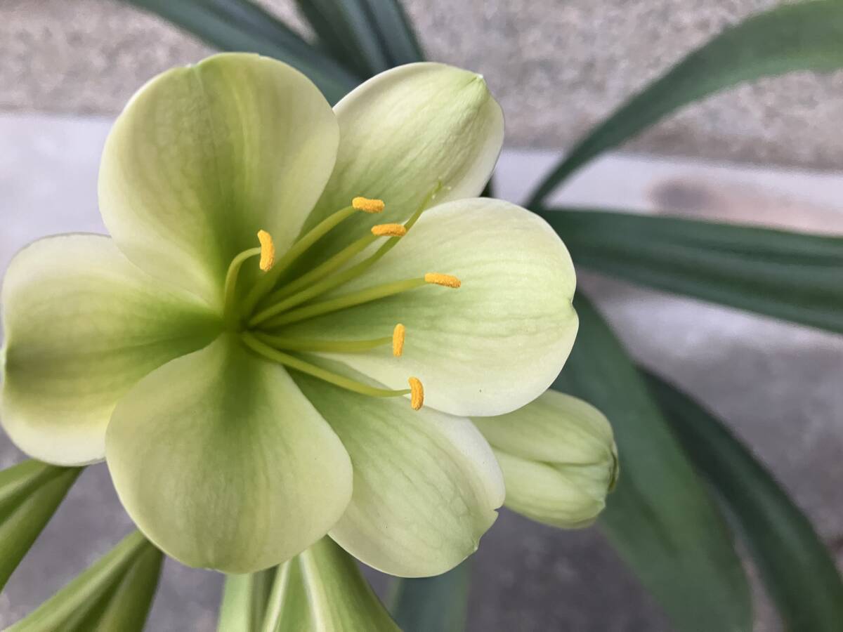 クンシラン 君子蘭 緑花の画像1