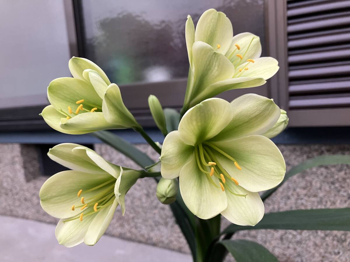 クンシラン 君子蘭 緑花の画像2