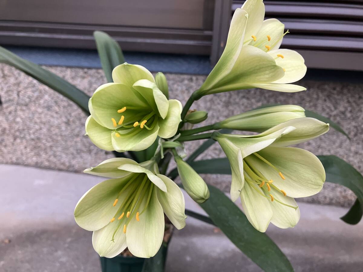 クンシラン 君子蘭 緑花の画像3