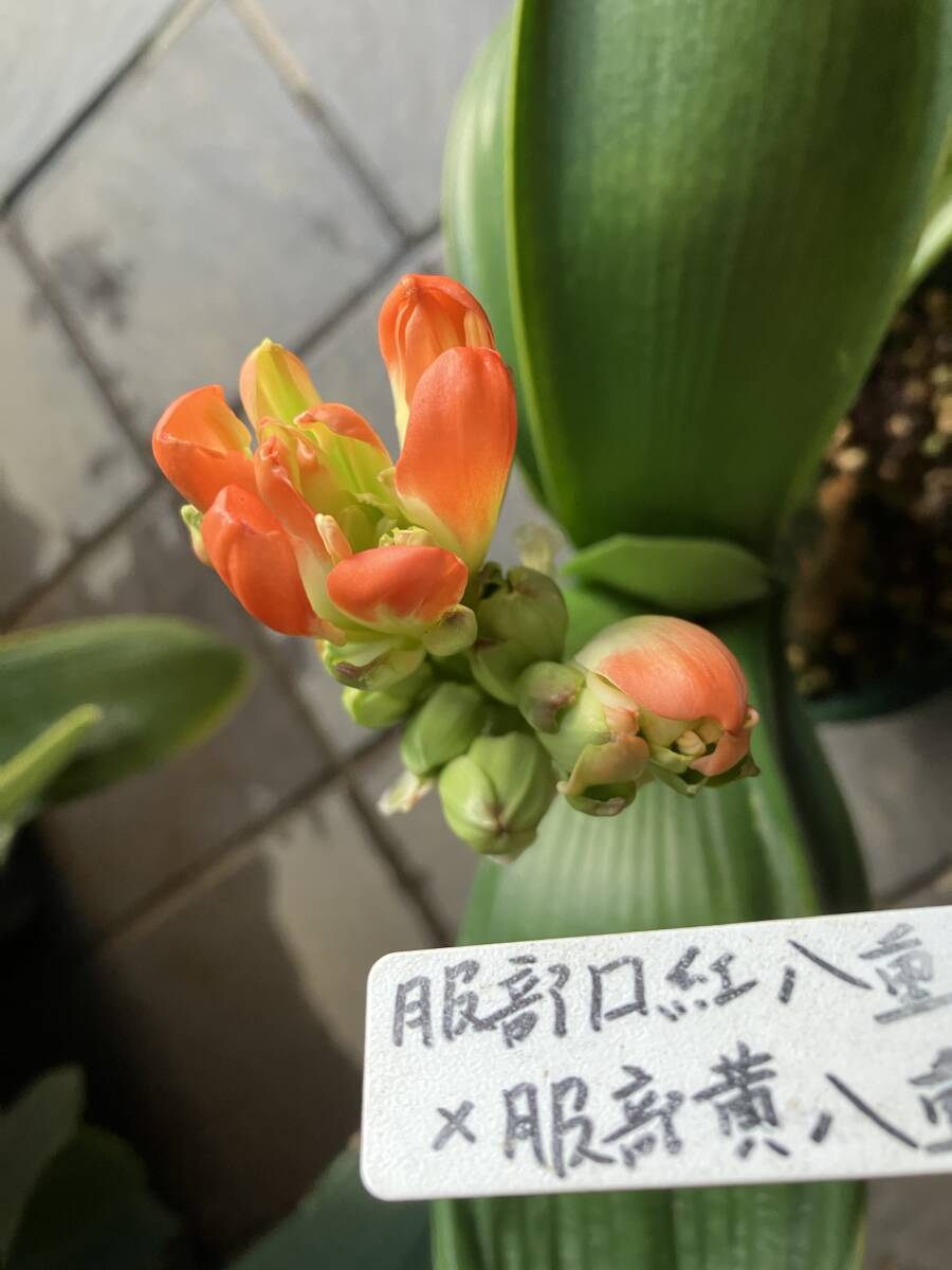 クンシラン 君子蘭 多弁咲（小型・開花中）の画像3