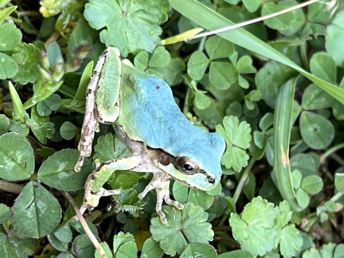 ☆青いアマガエル 天然採取☆サイズ28mm前後 茨城県産の画像4