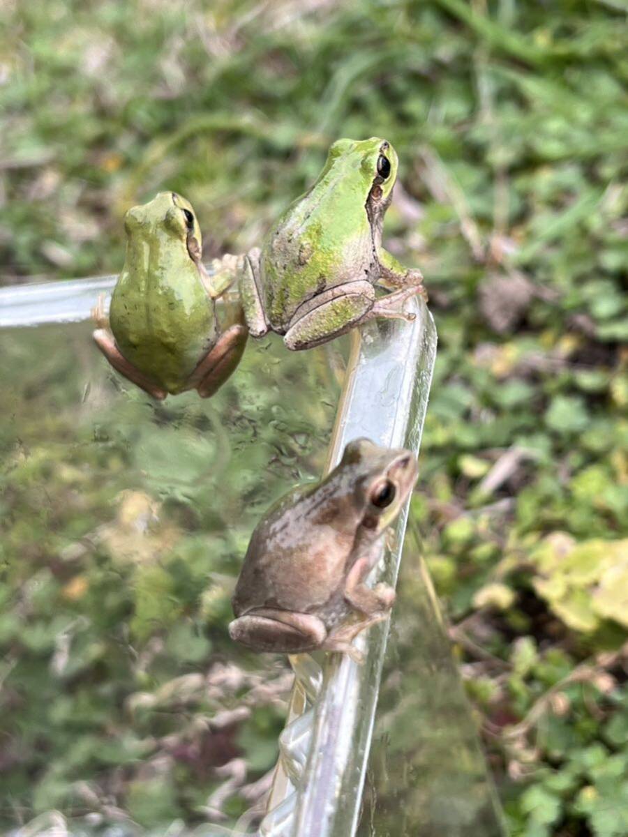 ☆アマガエル10匹 天然採取☆サイズ27〜33mm前後 茨城県産の画像2