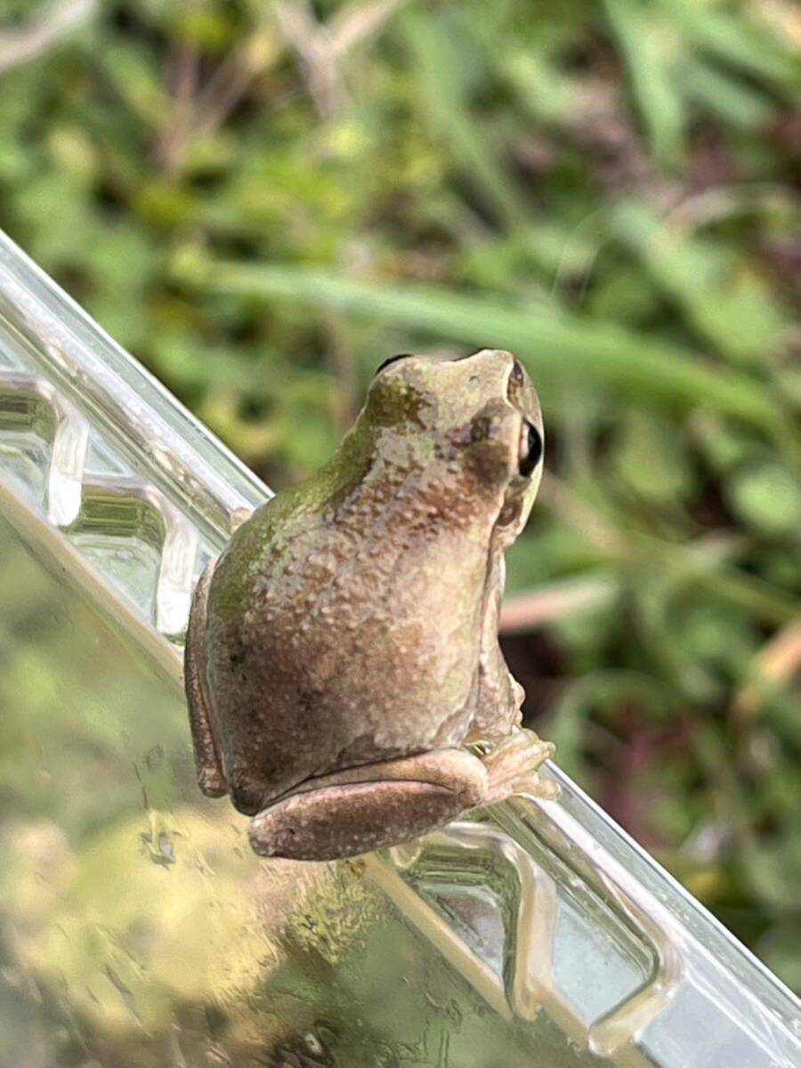 ☆アマガエル10匹 天然採取☆サイズ27〜33mm前後 茨城県産の画像5