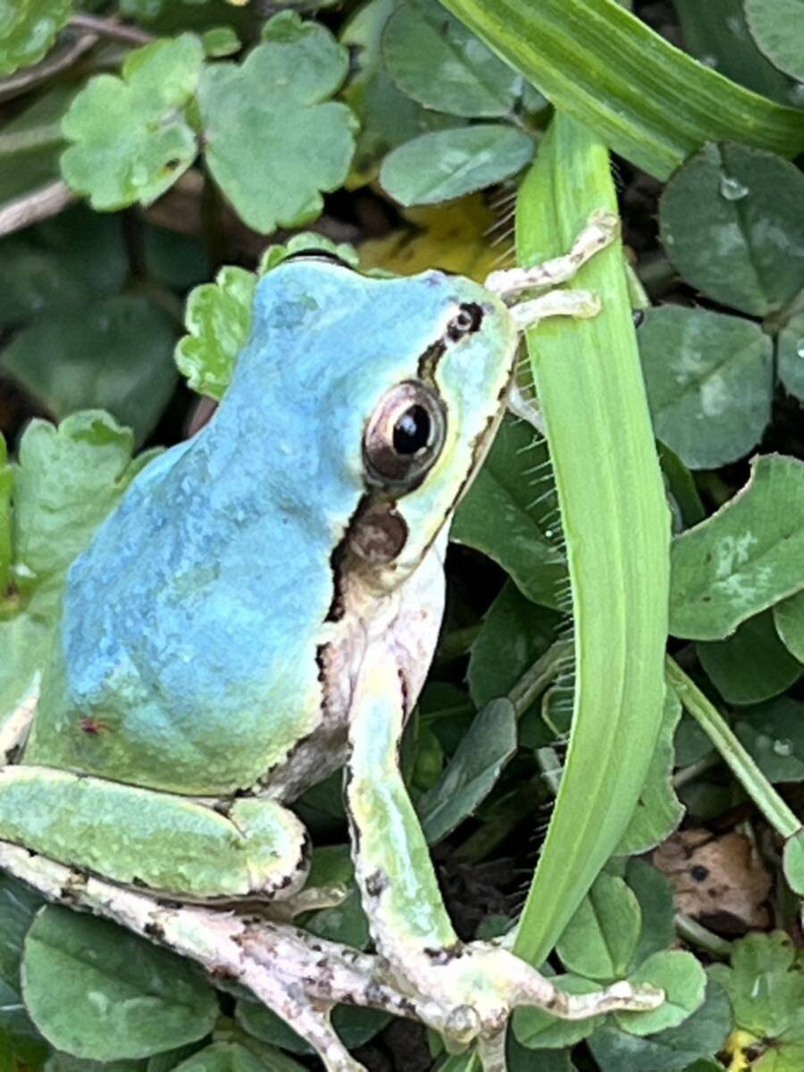 ☆青いアマガエル 天然採取☆サイズ28mm前後 茨城県産の画像2