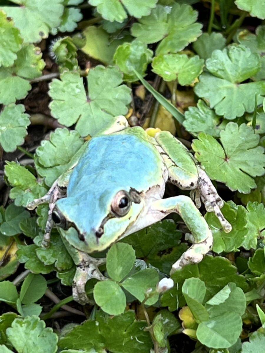 ☆青いアマガエル 天然採取☆サイズ28mm前後 茨城県産の画像5