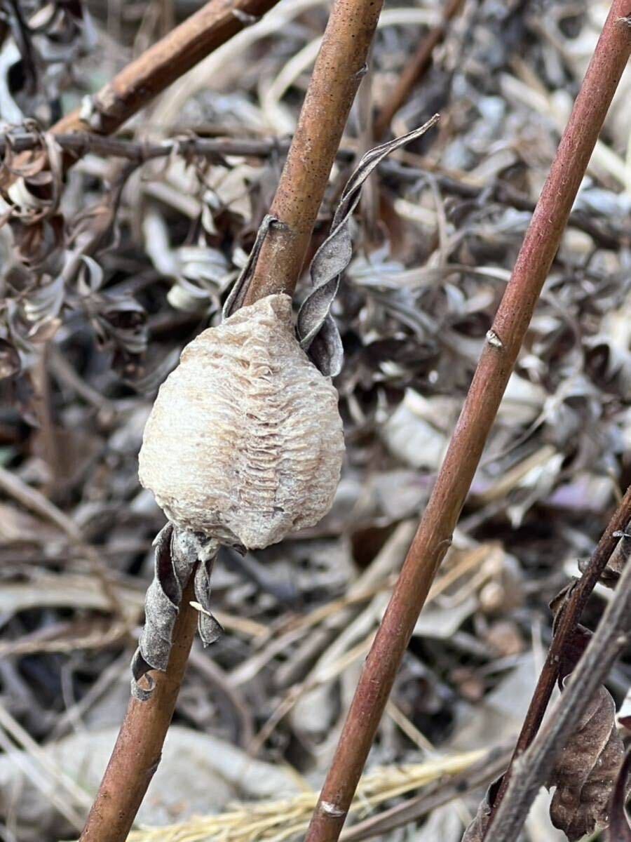 ☆オオカマキリの卵 枝付き5個 天然採取 茨城県産 カマキリ☆定形外郵便全国一律200円の画像1