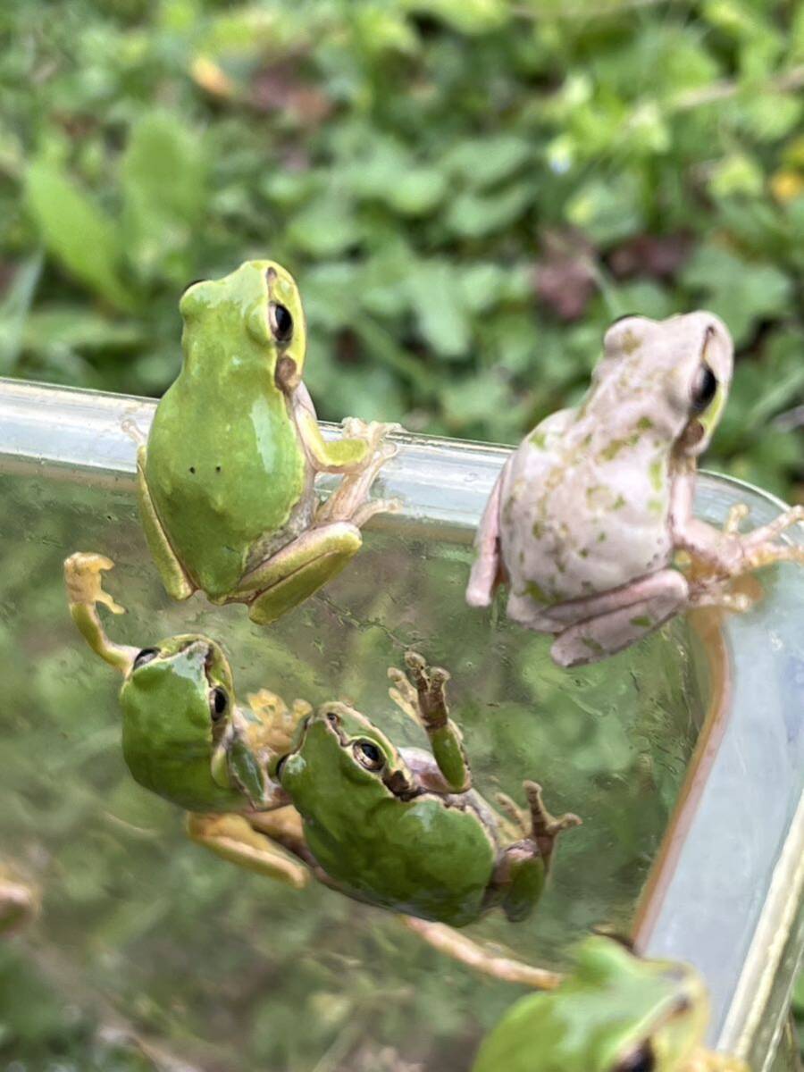 ☆アマガエル20匹 天然採取☆サイズ22〜33mm前後 茨城県産の画像2