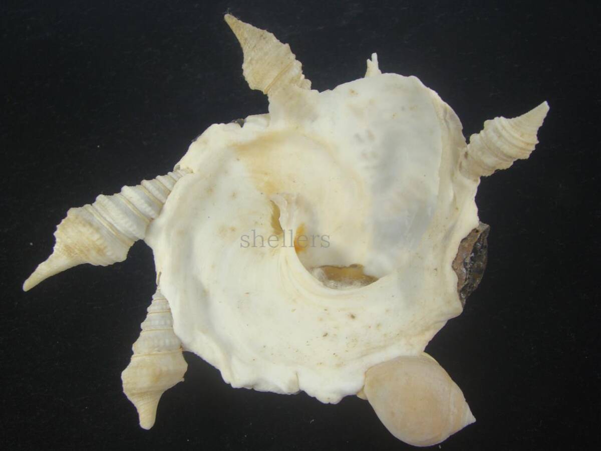 貝 標本 Special クマサカガイ 130mm 超特大の画像3