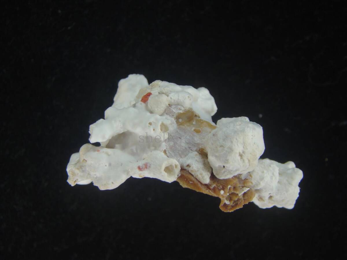 貝 標本 Special コゲクマサカ ウルトラユニークの画像2