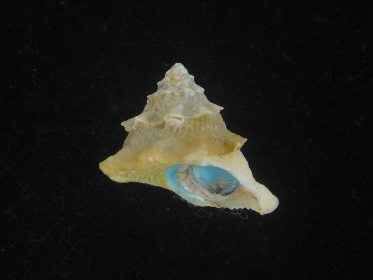 貝 標本 コバルトウラウズ 特美品の画像1
