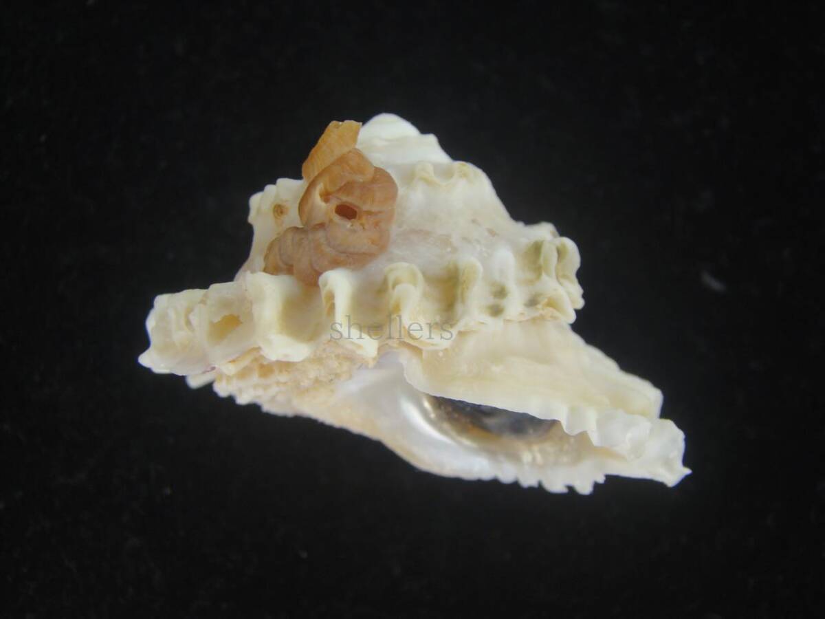 貝 標本 ボンネットウラウズ 44ｍｍ 特大の画像1