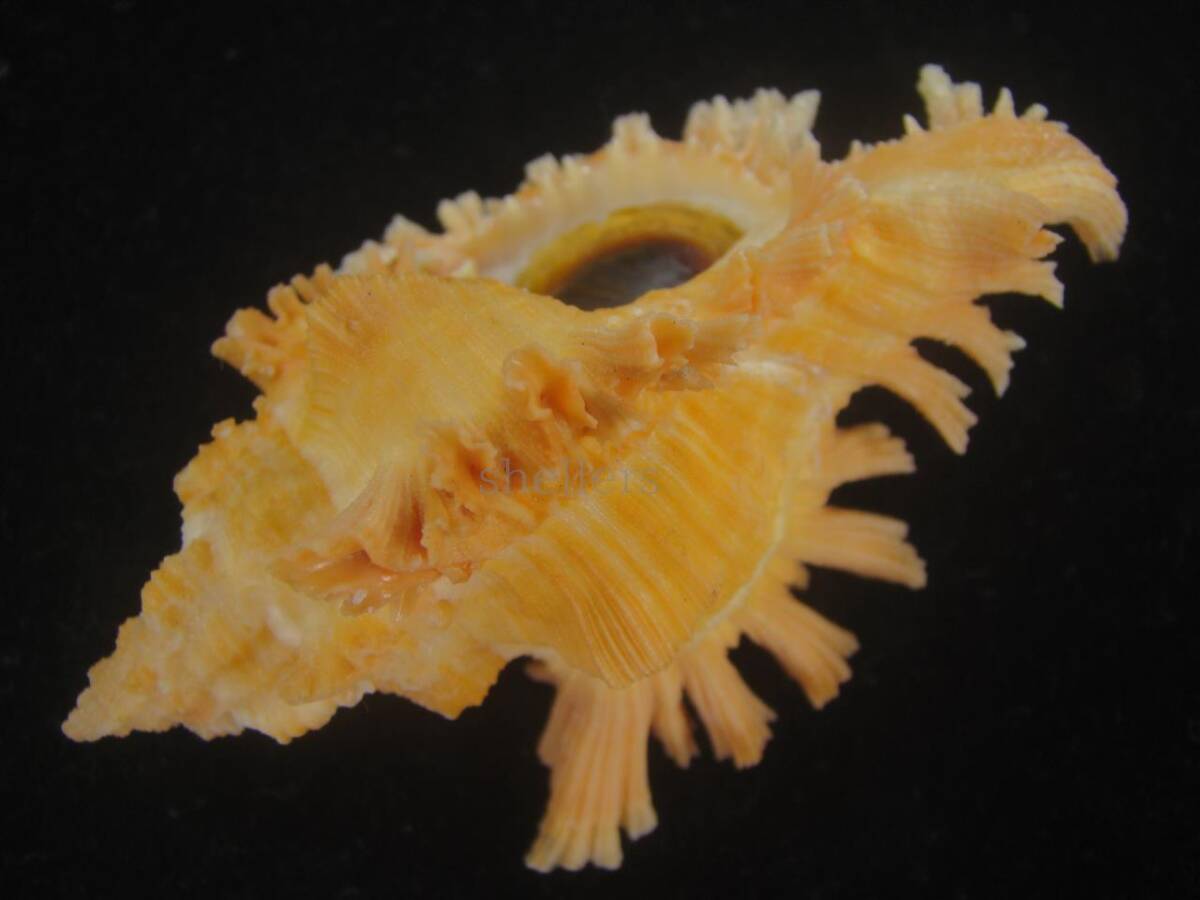 貝 標本 アカイロガンゼキ ゴールデンの画像3