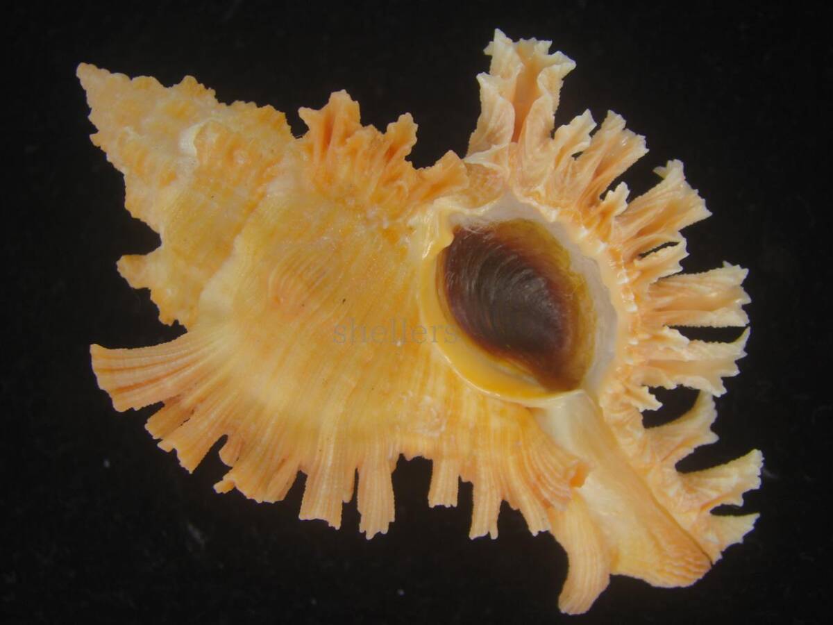 貝 標本 アカイロガンゼキ ゴールデンの画像1