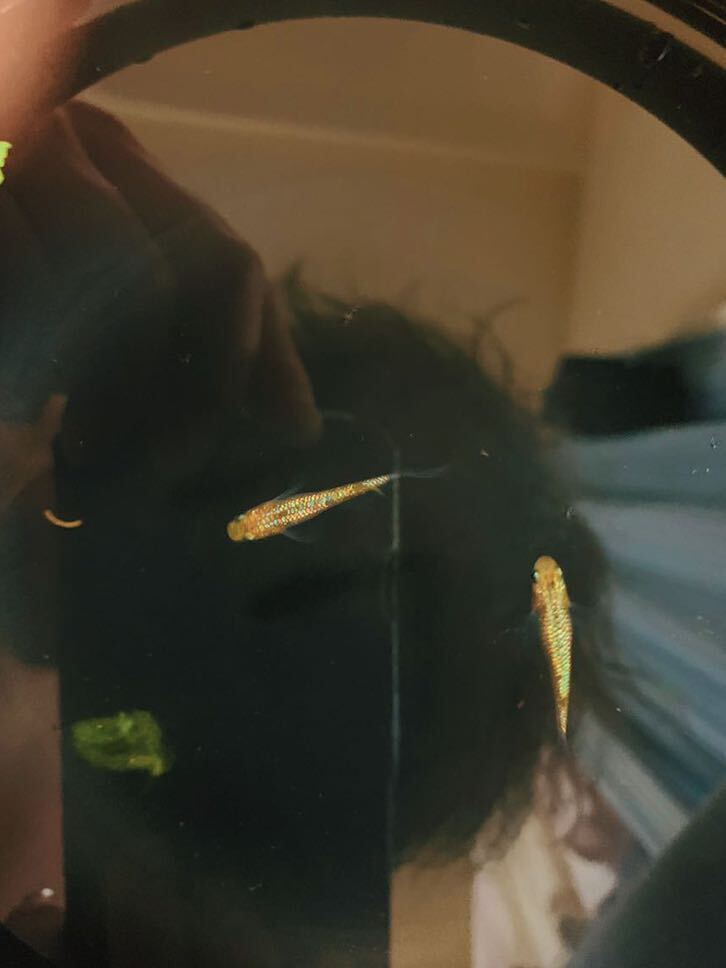 初出品【舞めだか様直系】極上 レクリスアンリミット有精卵15＋a 画像の親からの有精卵 フロマージュ ミッドナイトフリル ネプチューンの画像3