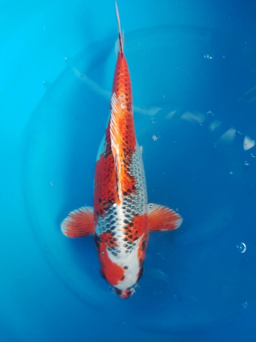 * colored carp ..*2 -years old female 41. small west . common carp place production 