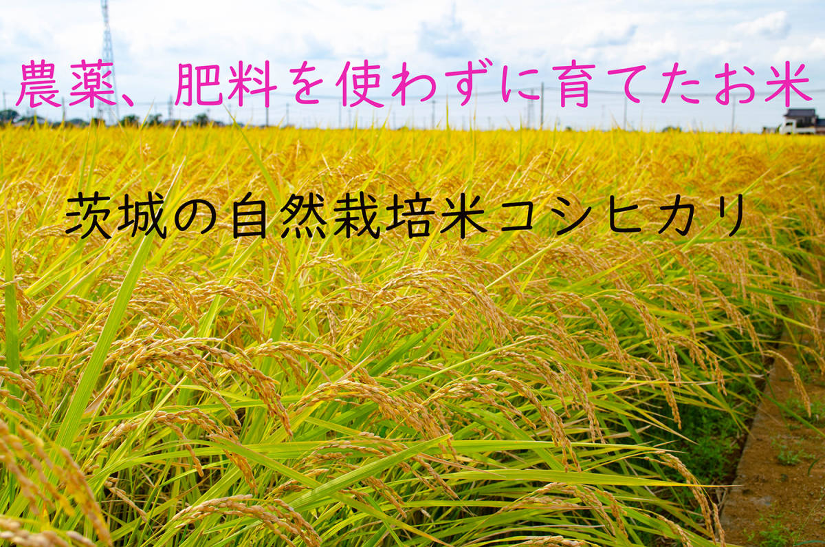 ＜こんな時代だからこそ自然栽培米＞令和5年度 茨城県産 コシヒカリ 玄米10㎏ 無農薬 無肥料 農家直送 の画像1