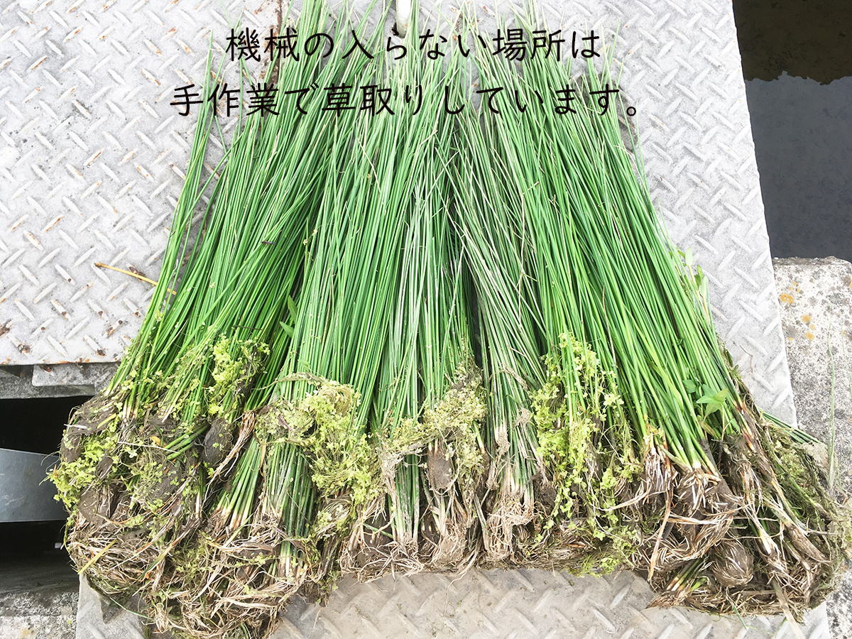 ＜こんな時代だからこそ自然栽培米＞令和5年度 茨城県産 コシヒカリ 玄米30㎏ 無農薬 無肥料 農家直送 の画像5