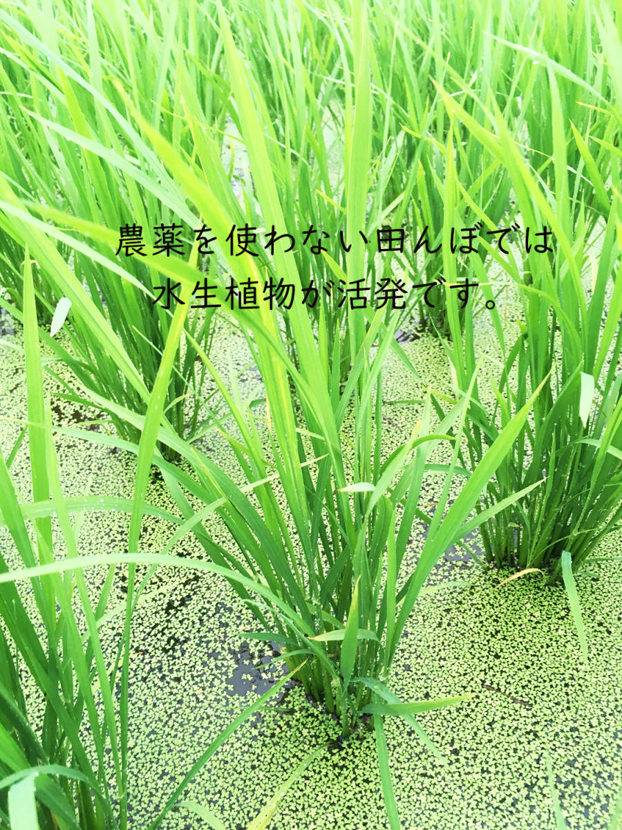 ＜こんな時代だからこそ自然栽培米＞令和5年度 茨城県産 コシヒカリ 玄米10㎏ 無農薬 無肥料 農家直送 の画像3