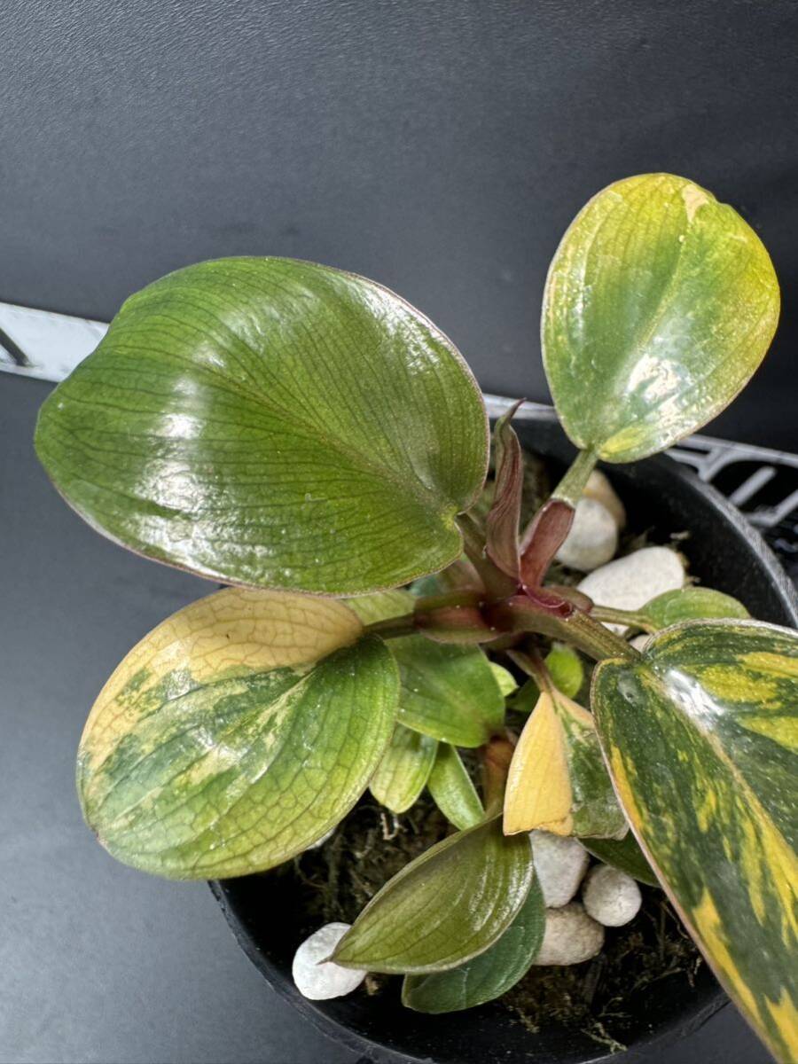 4 超レア Philodendron Red Congo Variegated フィロデンドロン レッドコンゴ 超美斑入り 組織培養苗　順化済_画像3