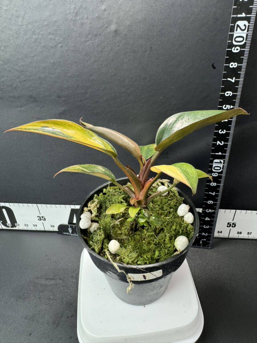 1 超レア Philodendron Red Congo Variegated フィロデンドロン レッドコンゴ 超美斑入り 組織培養苗　順化済_画像6