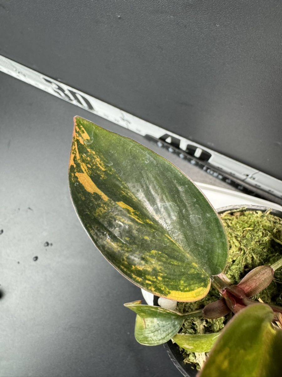 5 超レア Philodendron Red Congo Variegated フィロデンドロン レッドコンゴ 超美斑入り 組織培養苗　順化済_画像2