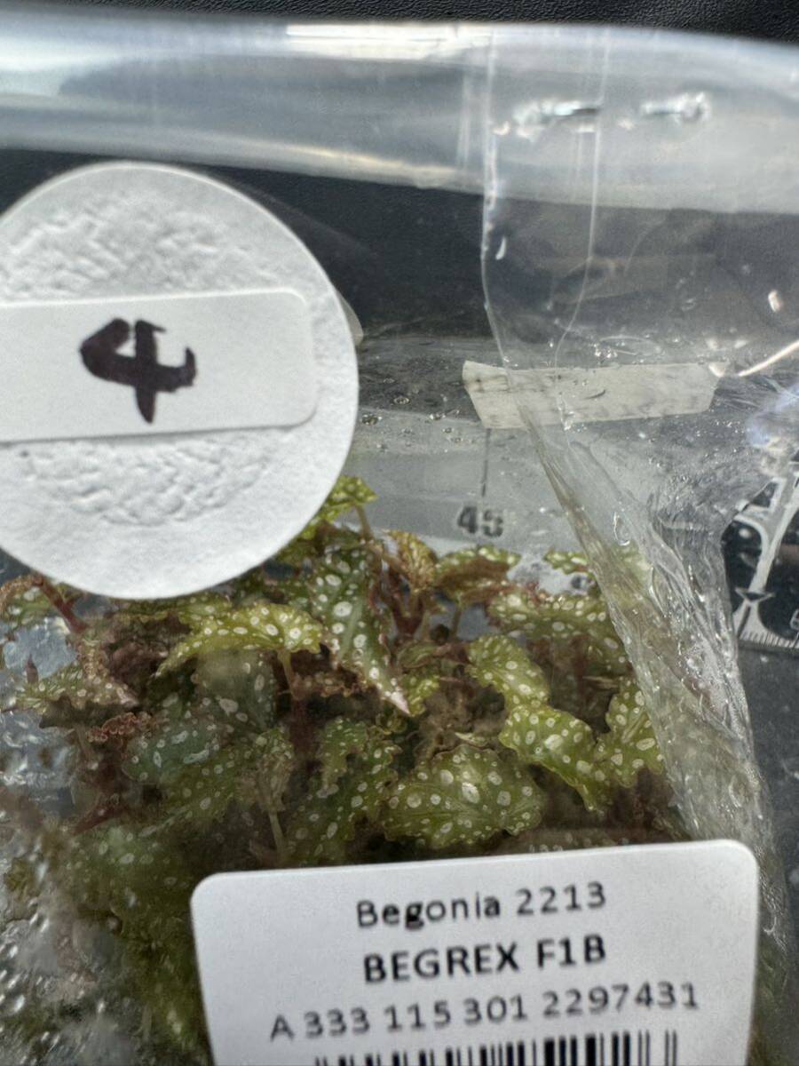 ベゴニアマクラータbegonia maculata 55株まとめ袋 組織培養苗_画像1