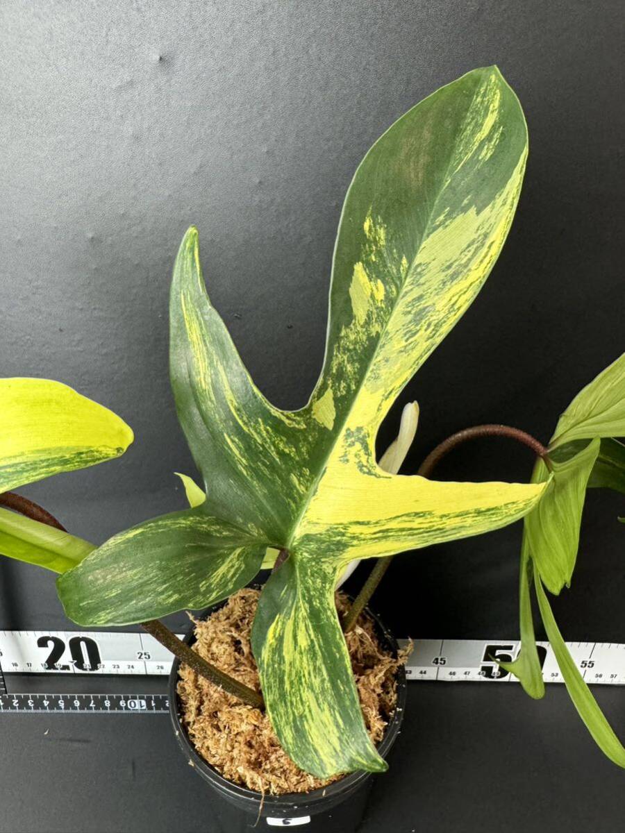 5 フィロデンドロンフロリダビューティー斑入りPhilodendron 'Florida Beauty' Variegatedの画像2