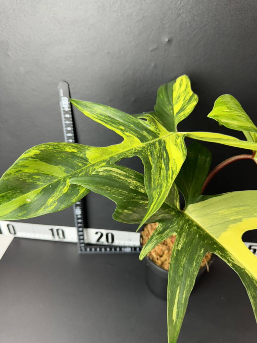 7 フィロデンドロンフロリダビューティー斑入りPhilodendron 'Florida Beauty' Variegatedの画像3