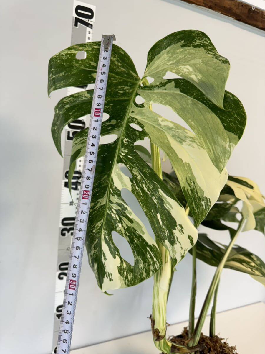 3 モンステラ ボルシギアナ アルボ ホワイトタイガー斑入り Monstera Borsigiana Albo Variegatedトップカットの画像7