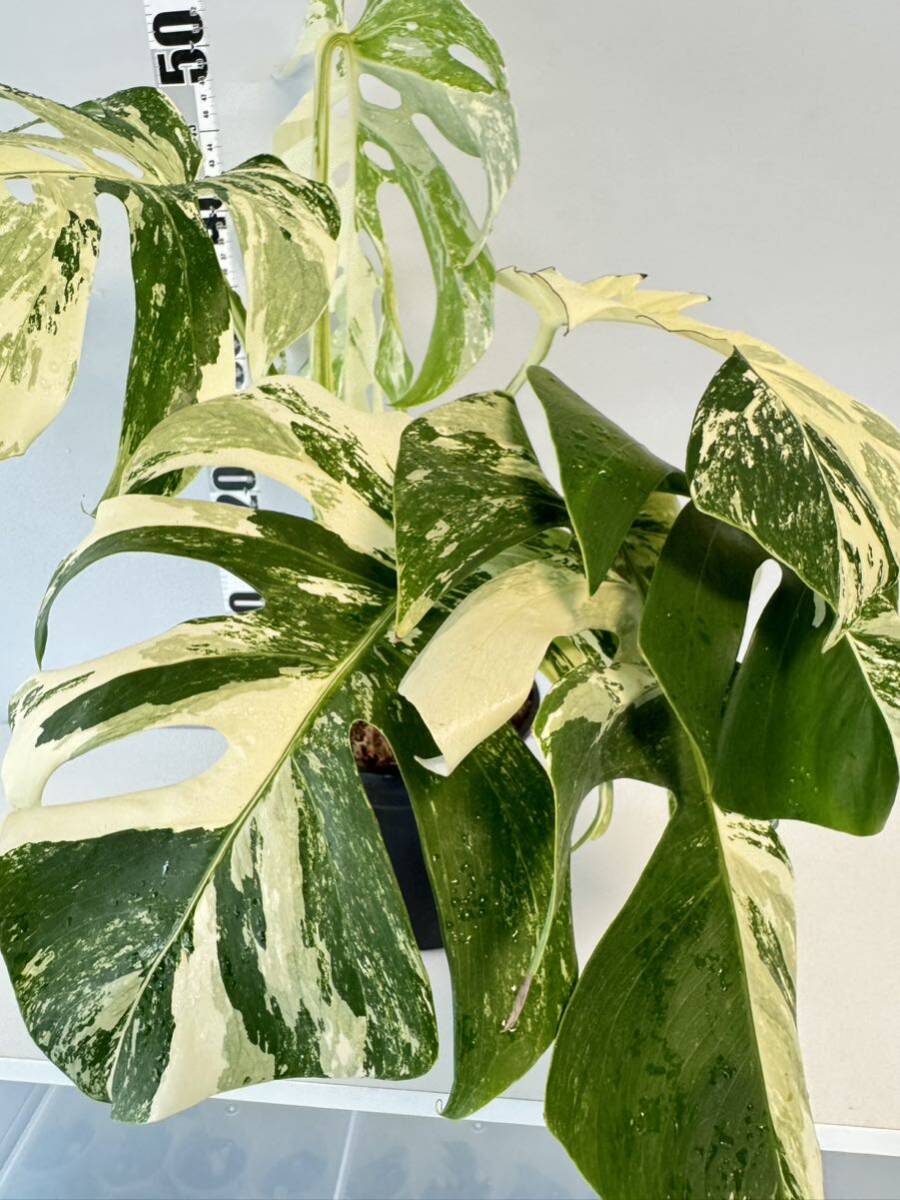 4 モンステラ ボルシギアナ アルボ ホワイトタイガー斑入り Monstera Borsigiana Albo Variegatedトップカットの画像3